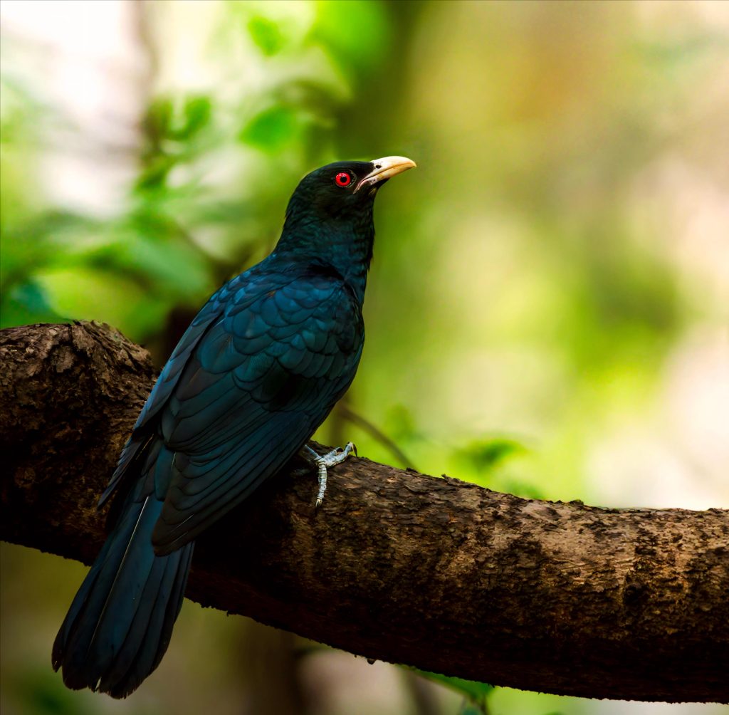 Koel