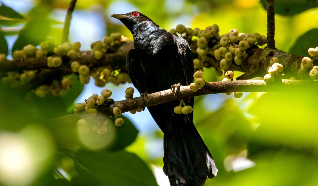 Koel folk story bird