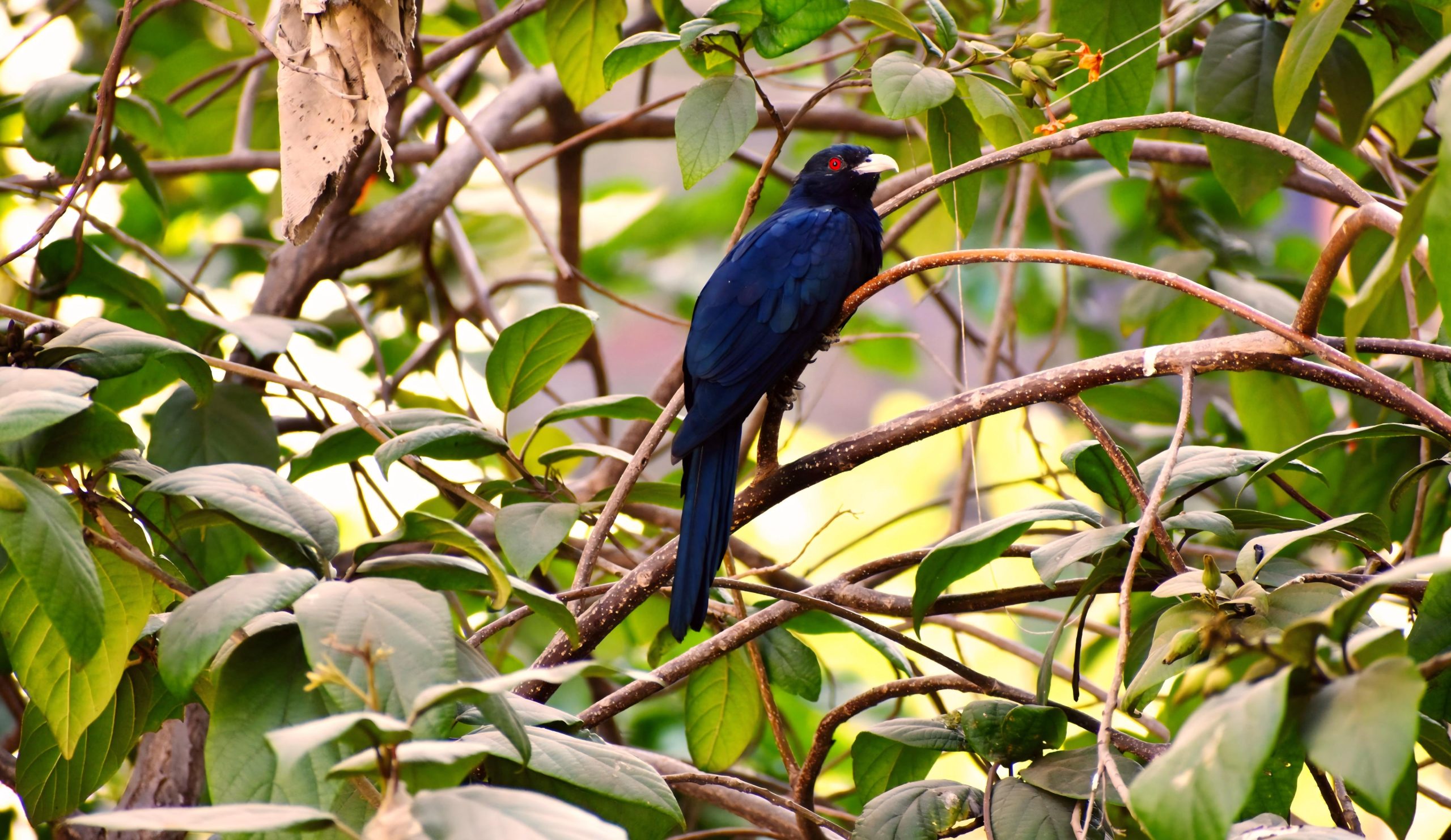 Why Koel called Soigo bird in Teochew?