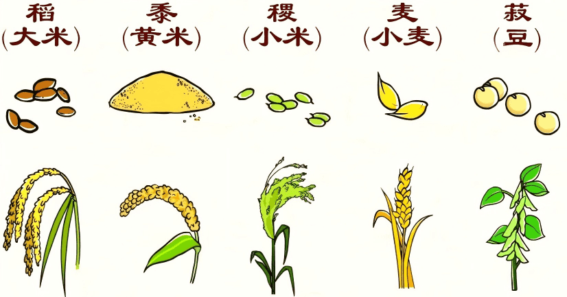 five grain crops of "rice, millet, sorghum, wheat, and beans" 五谷 稻、黍、稷、麦、菽