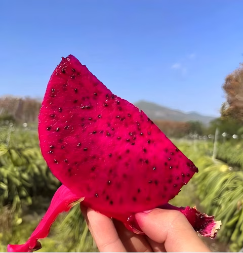 Can I still eat a sprouted pitaya