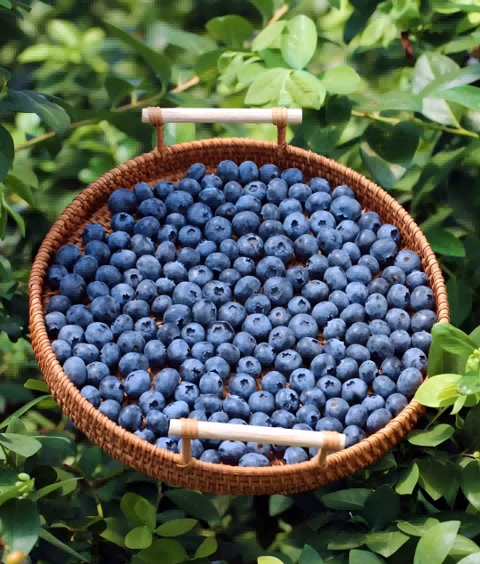 How to Store Blueberries for 6 Months