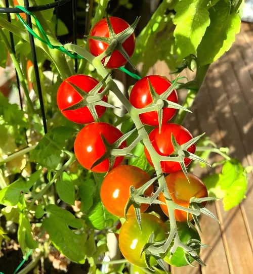 How to keep cherry tomatoes longer?