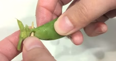Step 1: Insert a toothpick directly below the stem of the pea pod.