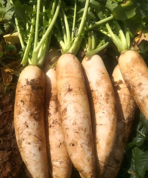 Is it safe to eat a white radish if it looks a little odd