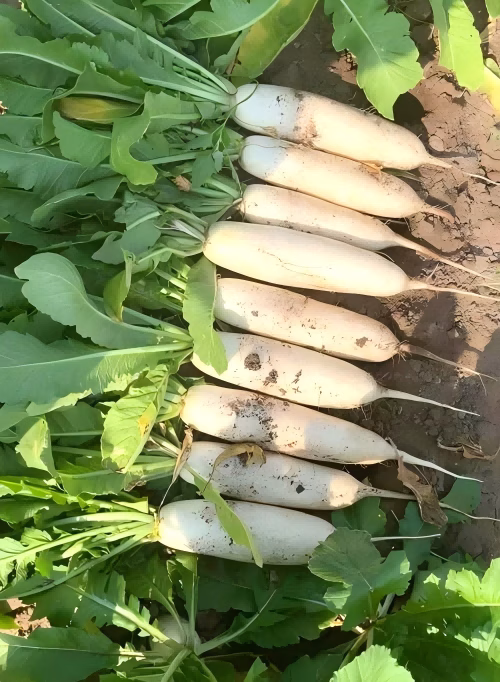 Tips for White Radishes
