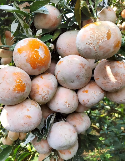 What is the white powder on the skin of tangerines?
