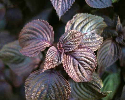 Benefits of Perilla Leaves & Perilla Leaf Recipes