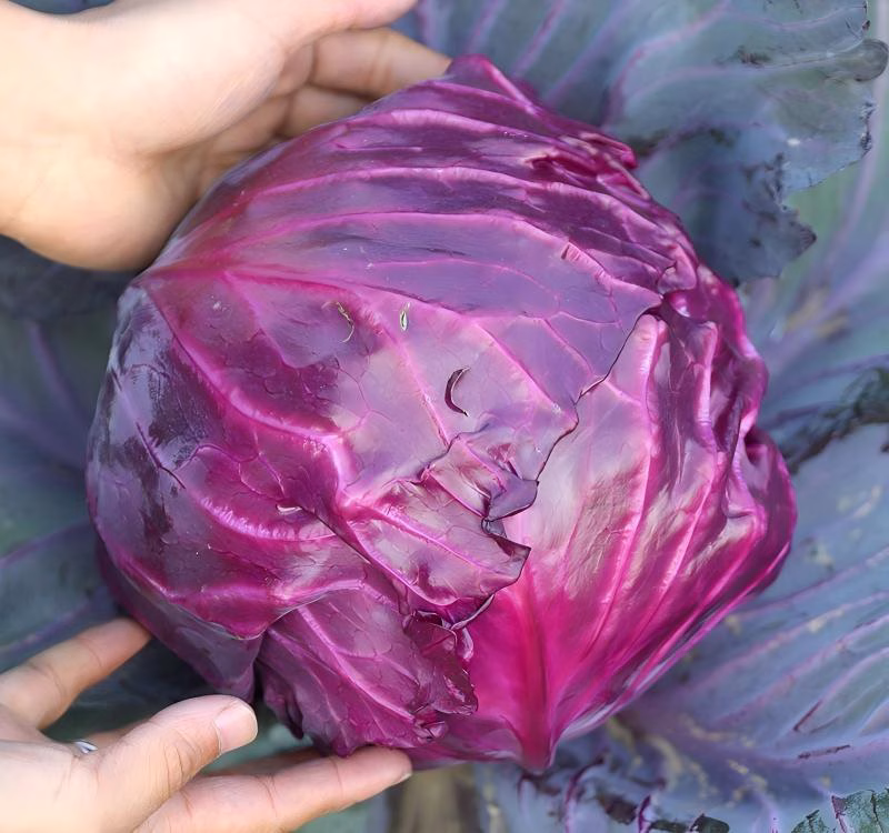 Benefits of Purple Cabbage