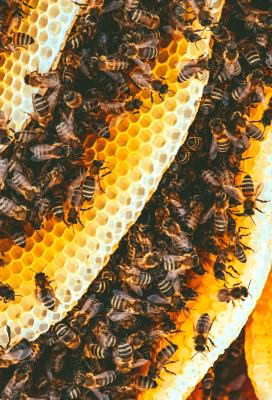 Honey Q&A