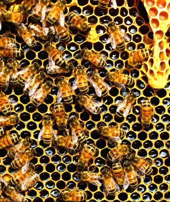 How do bees make honey