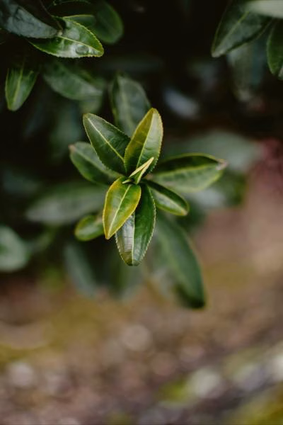 Toona sinensis