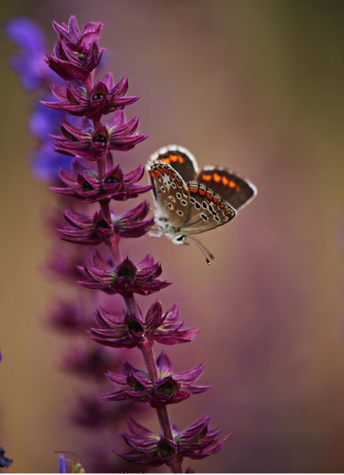 All you should know about The Amazing Herb Sage